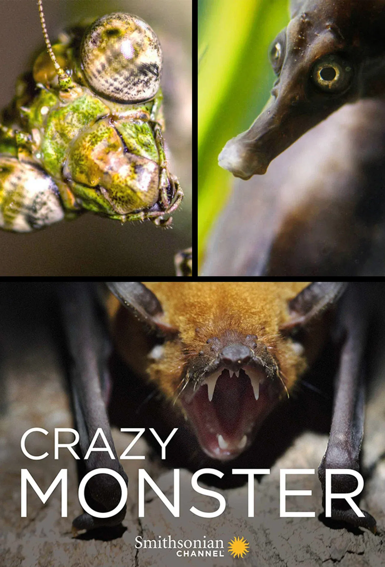 Quái Vật Điên Rồ | Crazy Monster (2017)